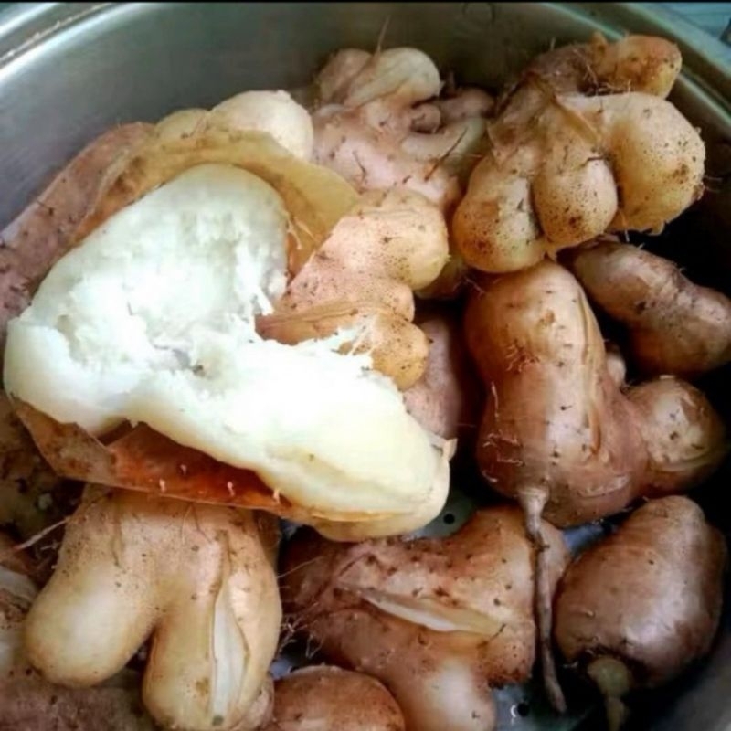 Ubi Gembili 1 kg / Umbi Gembili Pulen / Ubi Gembili Ketan