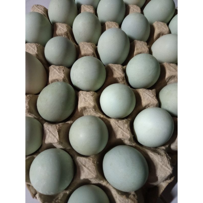 

Telur bebek omega mentah