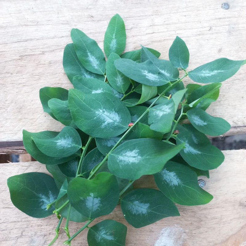 

daun katuk segar 100gr