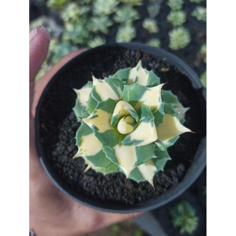 agave shoji raijin yellow varigated