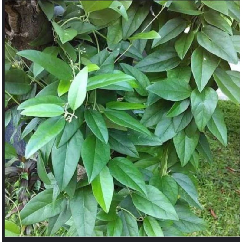 

daun cincau segar per 50 lembar