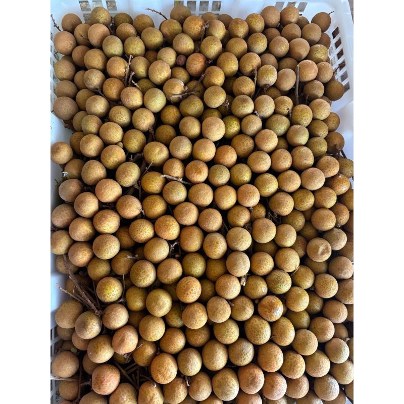 

Kelengkeng Bangkok 500 gram