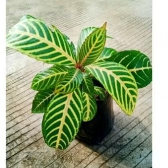 Tanaman hias Aphelandra Golden / Bunga Hias aphelandra Kuning / Tanaman Hias Aphelandra Gold