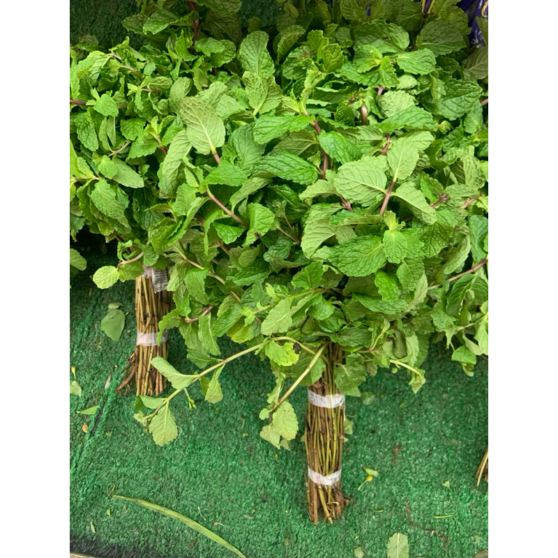 

DAUN MINT 1 IKAT