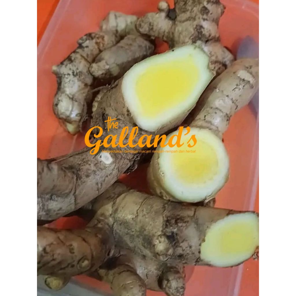 

KUNYIT PUTIH (Curcuma zedoaria) SEGAR FRESS / TEMU MANGGA LANGSUNG DARI LAHAN/JAMU/HERBAL 1 KG