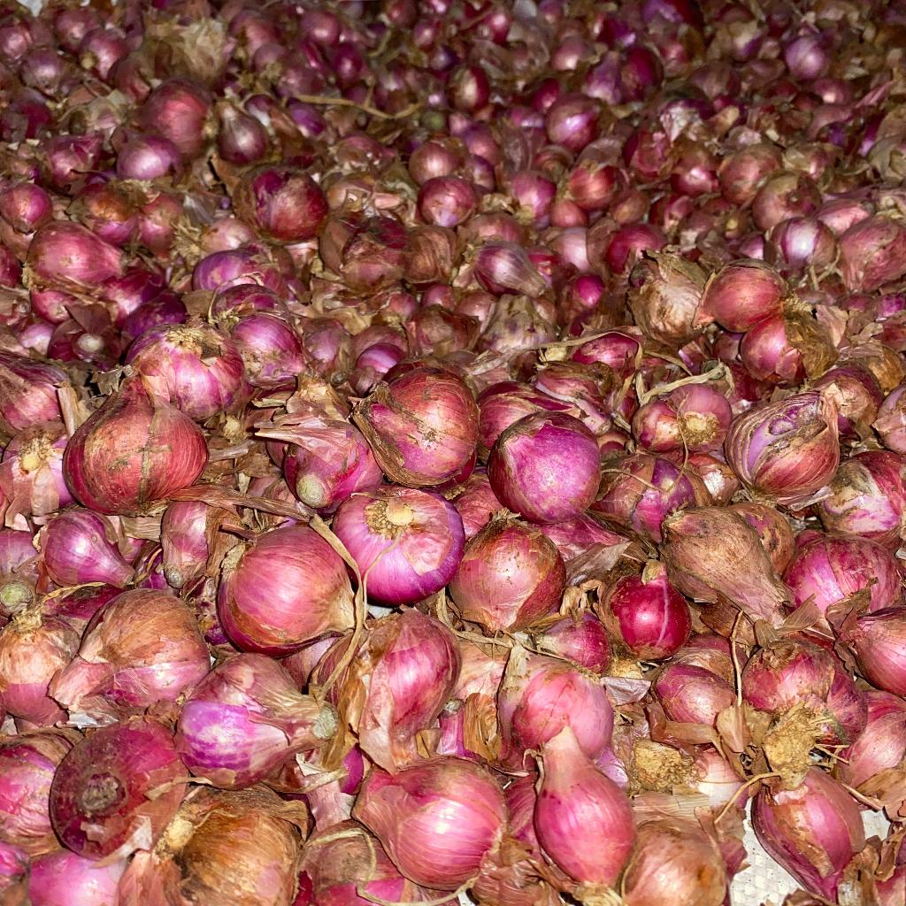 

Bawang Merah Super 1Kg Gr Fresh bawang Merah Bali Karet