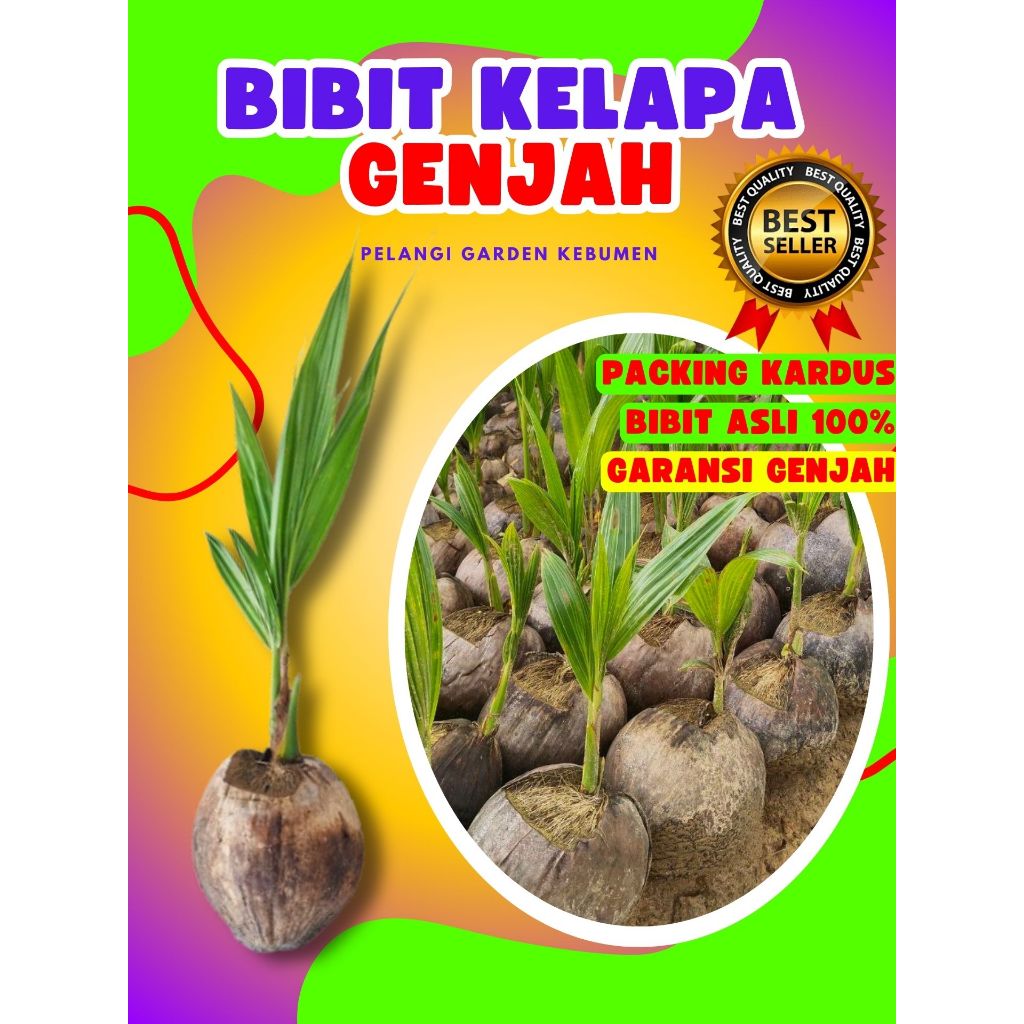 KUALITAS UNGGUL.. Benih Kelapa Asli, Benih Kelapa Besar, Benih Kelapa Bonsai
