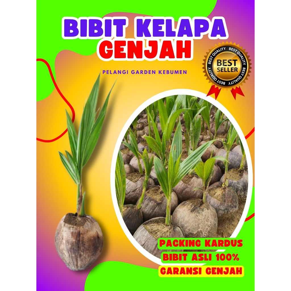CEPAT BERBUAH.. Benih Kelapa Besar, Benih Kelapa Bonsai, Benih Kelapa Buah Besar