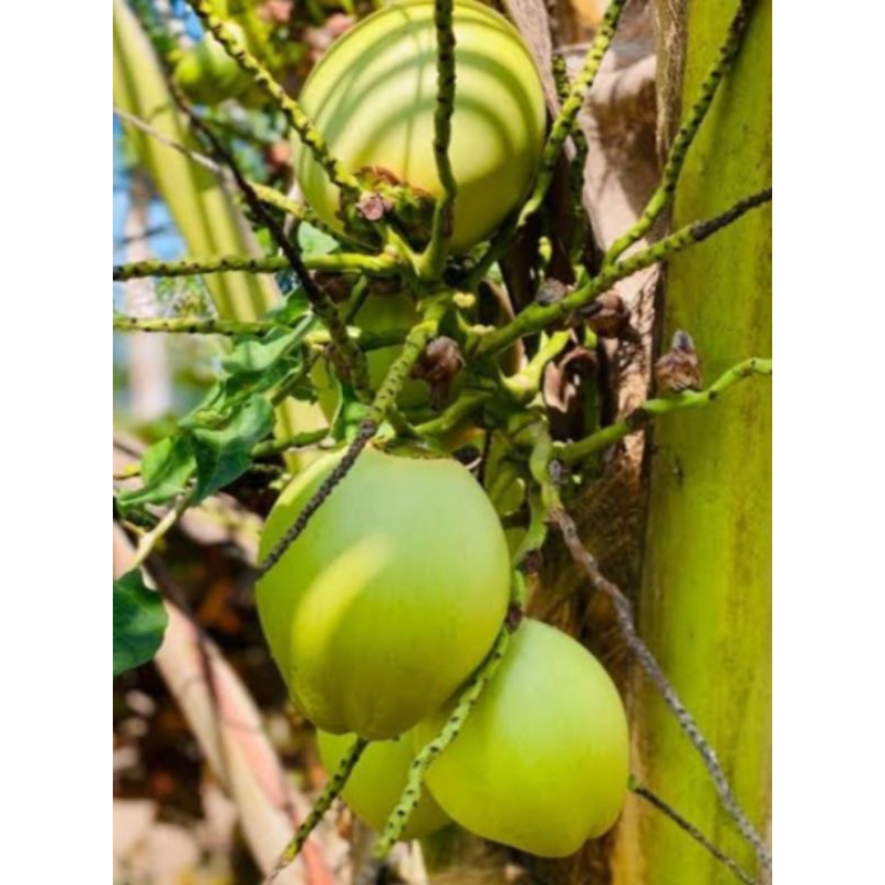 

jual kelapa cengkir/kelapa muda /perbiji