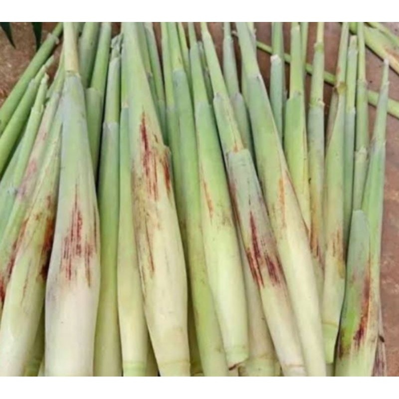 

tebu telur/ terubuk per 1kg