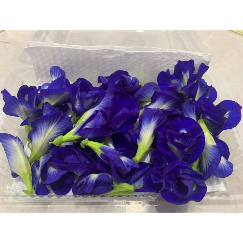 

BungaTelangFreshPekanbaru