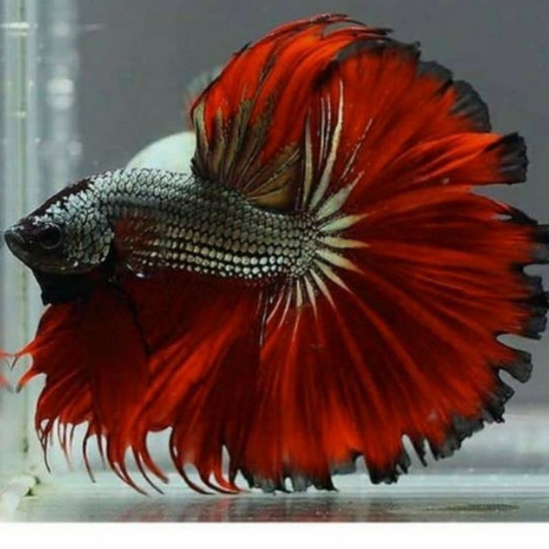 Dekorasi Hiasan aquarium Cupang Halfmoon Rosetail