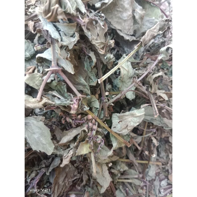 

daun kumis kucing kering rempah herbal alami atasi batu ginjal 100/gram