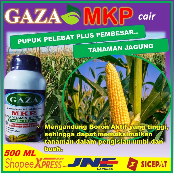 Pupuk pembesar tanaman jagung - memaksimalkan buahan jagung - tanaman jagung cepat tumbuh maksimal -