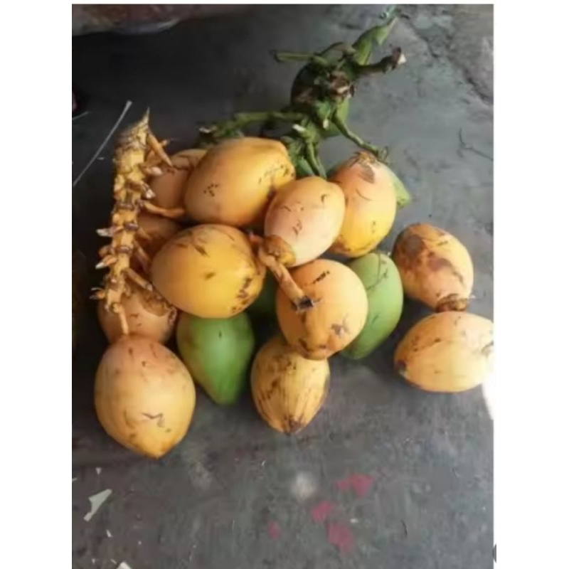

Ready stock buah Cengkir kelapa muda segar per biji