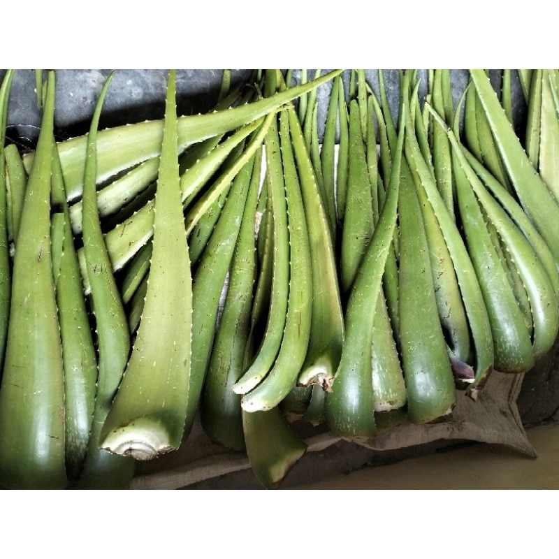 

1 Pelepah Lidah Buaya Berat 500 Gram