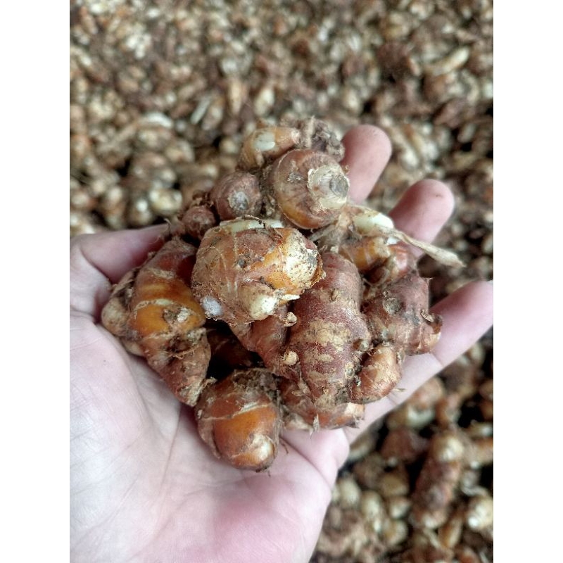 

kencur seblak kualitas alami cikur sukri rempah pilihan 1kg