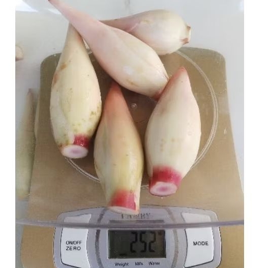 

250 gram Bunga Kecombrang rombeh honje rempah herbal fresh segar PO petik dulu di kebun