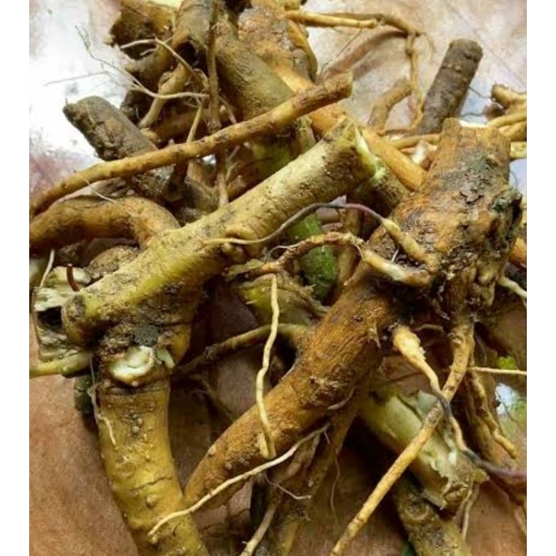 

Akar Kecubung segar organik 250 gram