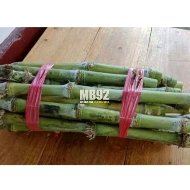 Bibit Setek Batang Terubuk Telur Tebu Per 10 Pcs / Bibit Terubuk Telur Tebu