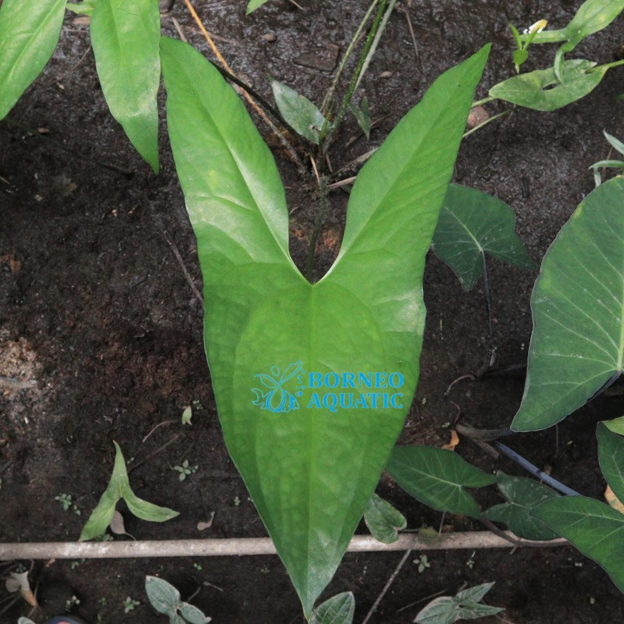 Tanaman Endemik Cyrtosperma Merkusii - Tanaman Endemik Indonesia