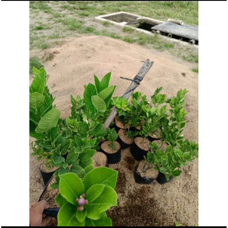 

bibit jeruk lemon jumbo hasil cangkok an