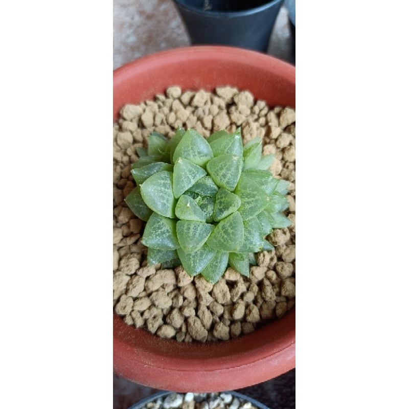 Haworthia Hybrid Ciangmay