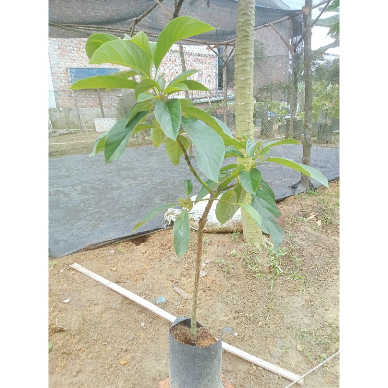 

Alpukat Super Avocado #100% valid #
