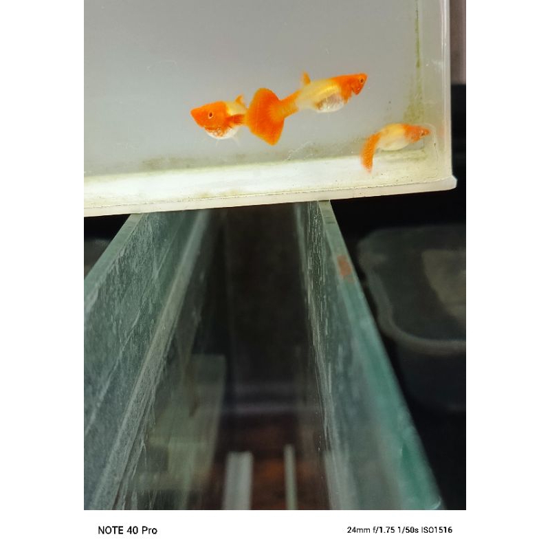 Paket 3 pakan guppy betina albino koi red ear mutasi belum sempurna 3 ekor