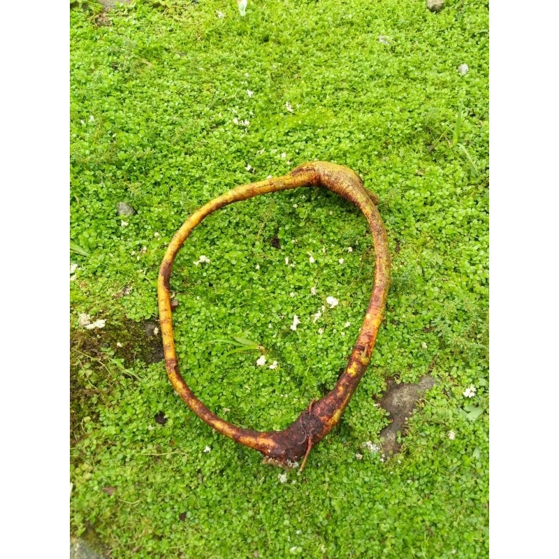 akar oyot mimang bertuah asli alami bertuah kolesi pagar rumah