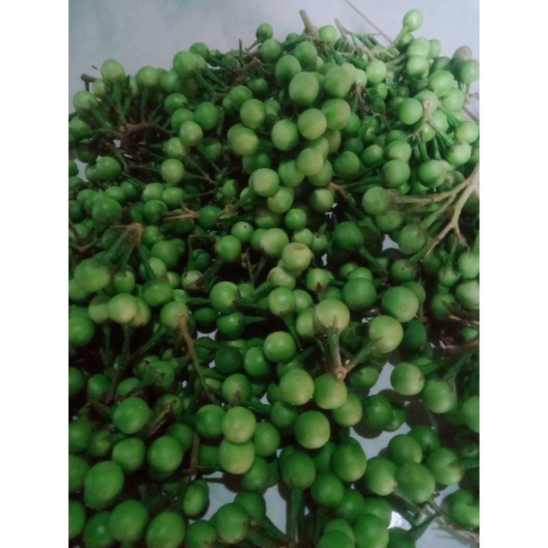 

terong pokak tua bahan bibit/bahan benih/250g kwalitas super/samsull.herbal