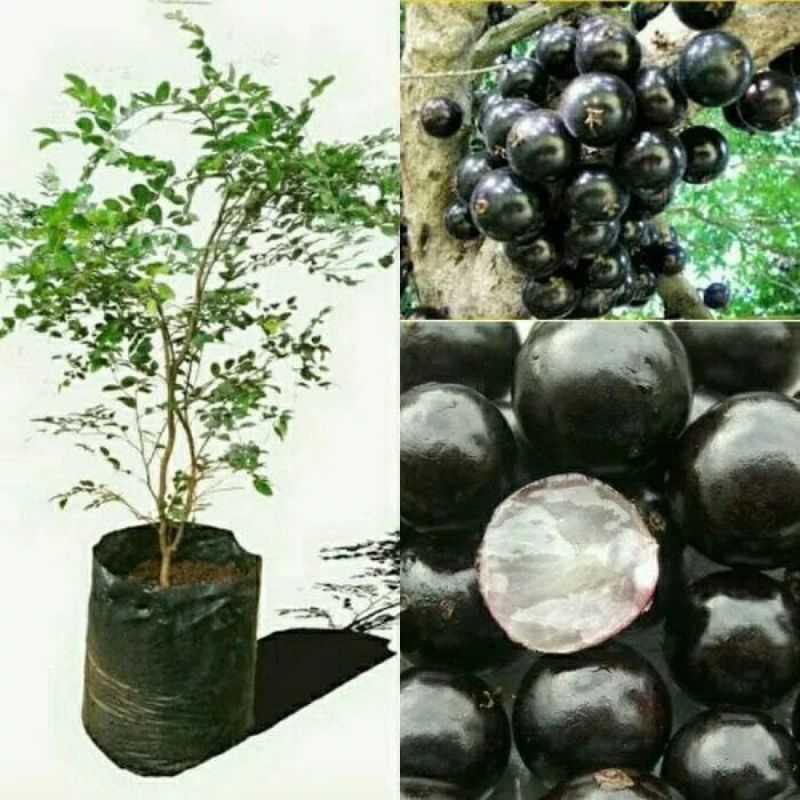 

Kembang Desa - Bibit Tanaman Buah Anggur Pohon/ Anggur Brazil