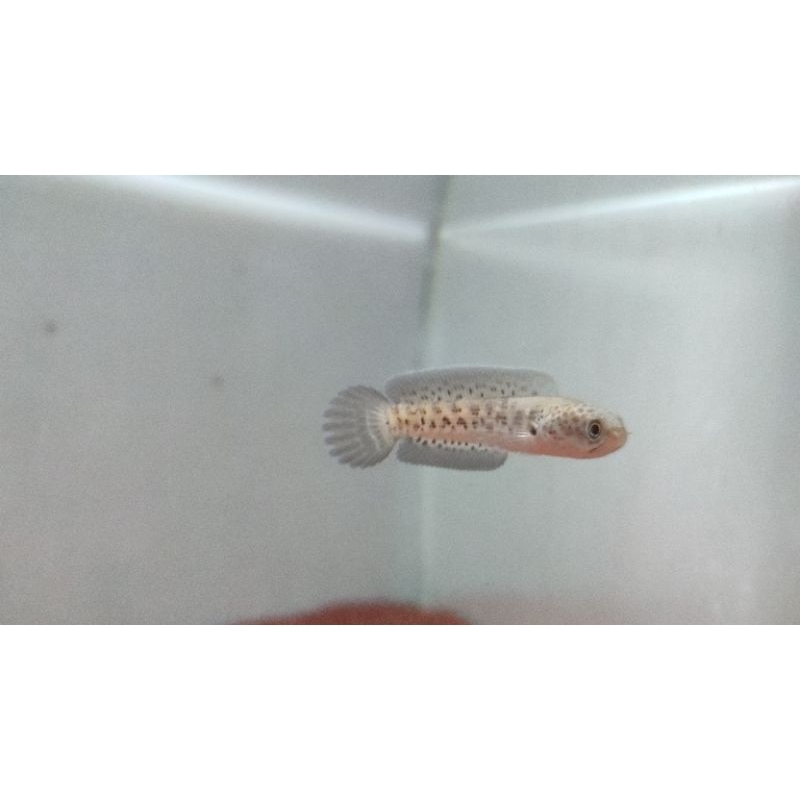 Chana Auranti 6-7cm ekor lebar cb china