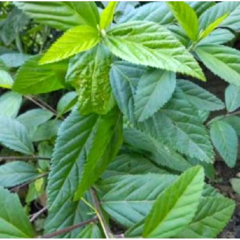 

Daun Sidaguri segar 1kg