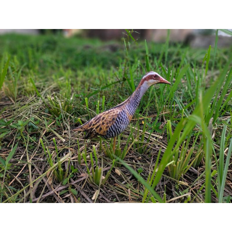 PATUNG JONTROT BURUNG SINTAR WERIS MIRIP ASLI AMPUH - JONTROT SINTAR WERIS - PATUNG DECOY BURUNG SIN