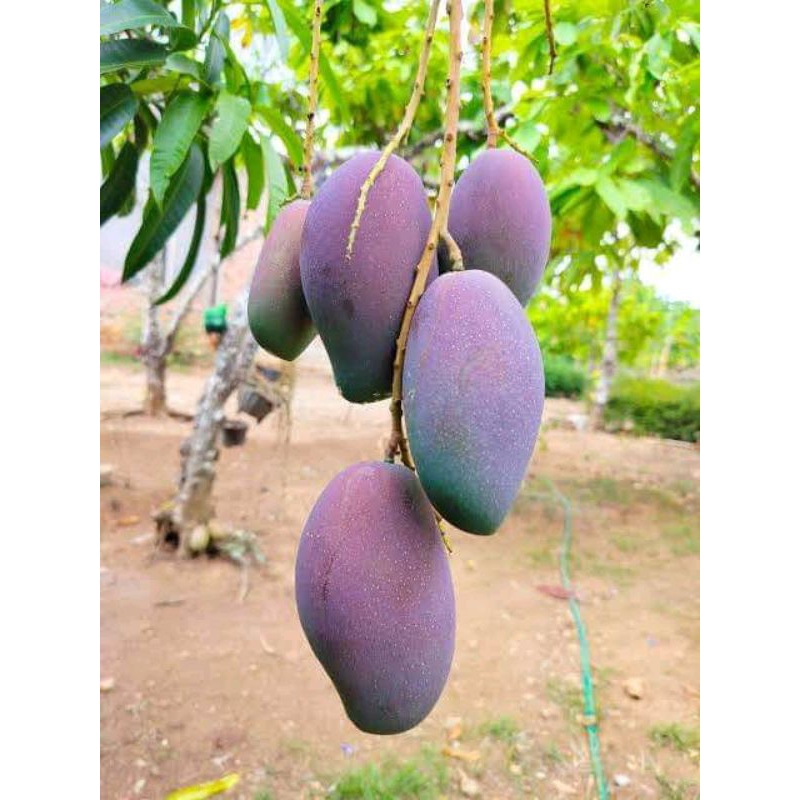

mangga irwin dongkelan tinggi 1,5m