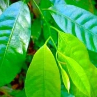 

Daun pala sgar' daun pala organik 50 lmbar...