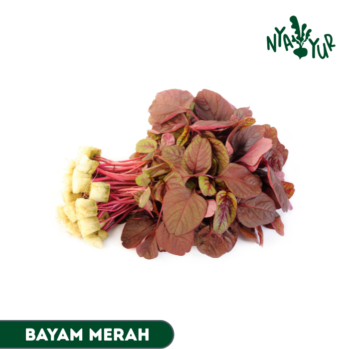 

INSTAN - Bayam Merah segar per Ikat