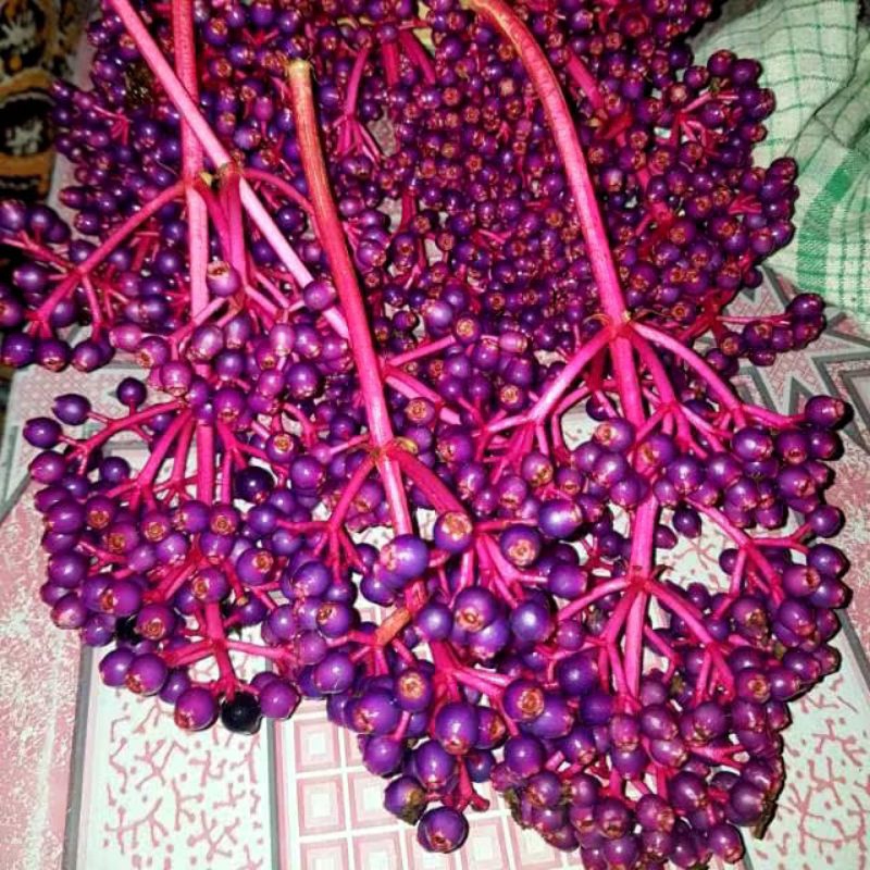 

500 Gram Buah Parijoto Segar Buah Promil Alami Siap Konsumsi