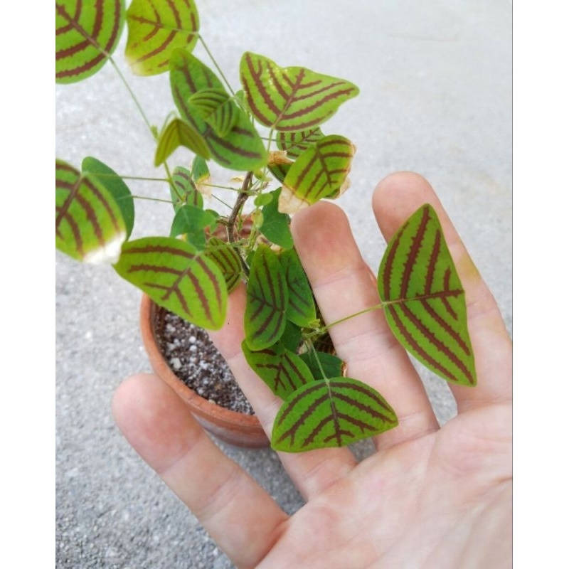 Promo COD tanaman hias oxalis batik - oxalis triangularis - oxalis batik - tanaman hias kupu kupu ba