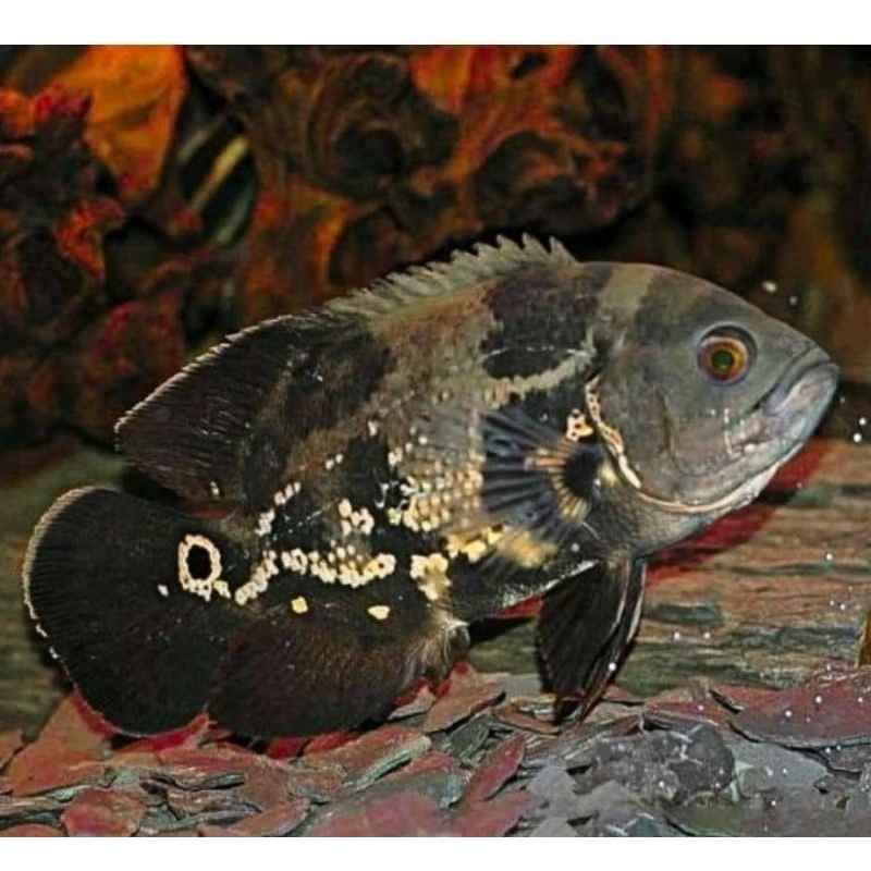 Oscar size 10-12cm..cichlid ikan hias/dekorasi/hiasan/stiker akuariuam