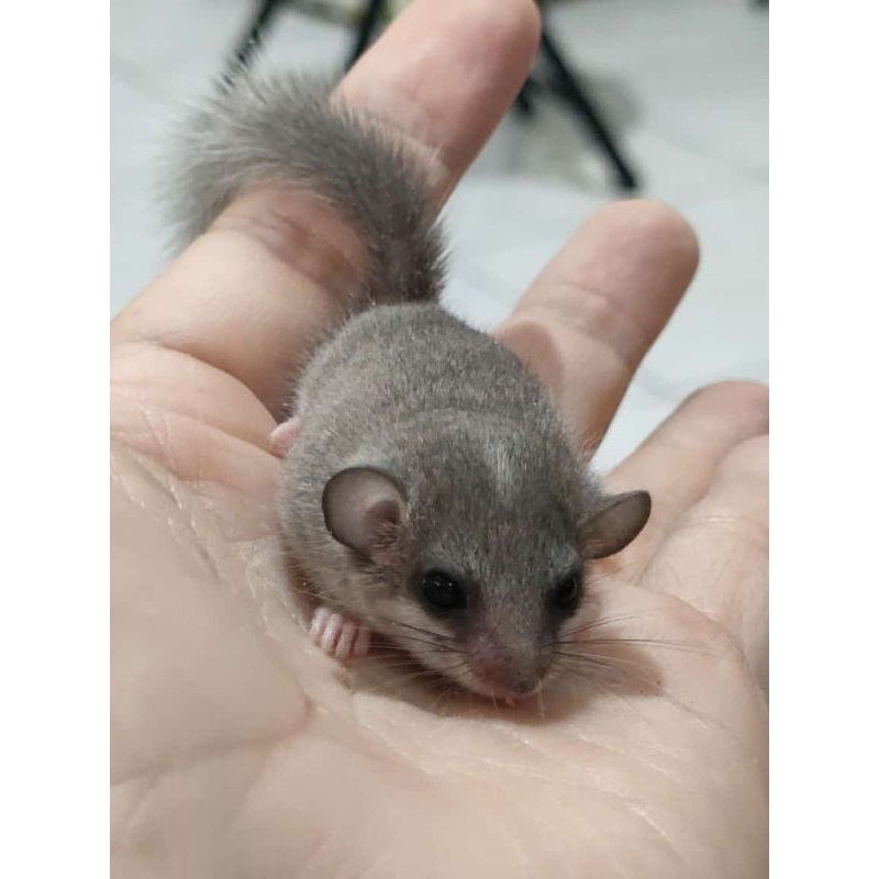 African Pigmy Dormice Tupai Mini Lucu
