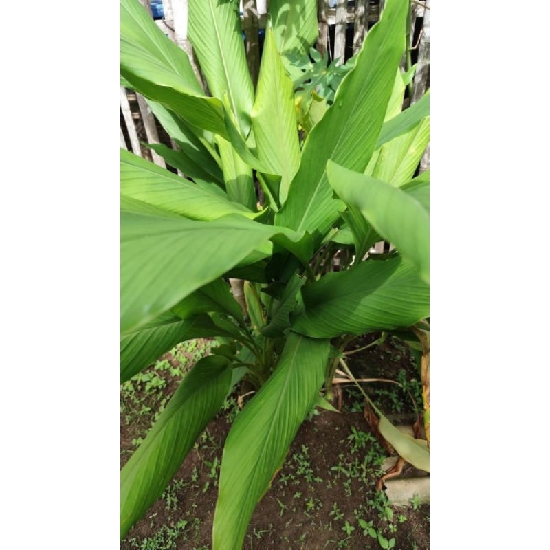 

Kunyit / Koneng Fresh 500gr