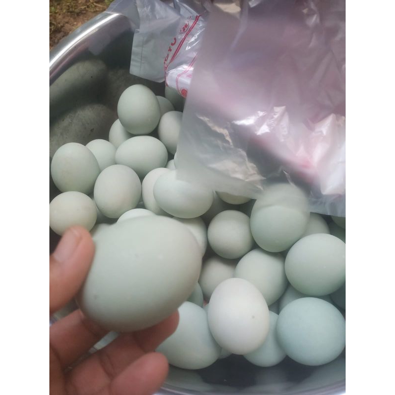 

Telur Asin bebek
