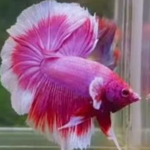 CUPANG LAVENDER DUMBO EAR