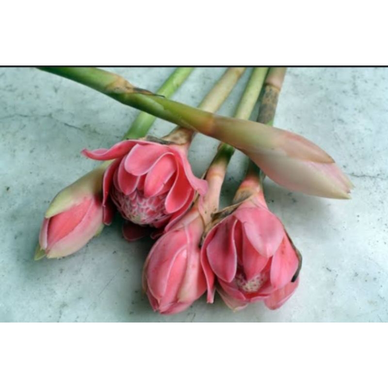 

jual bunga kecombrang/rombeh/kecombrang honje segar