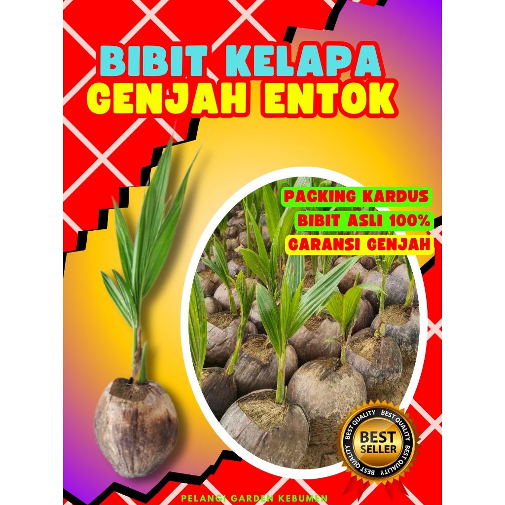 CEPAT PANEN.. Benih Kelapa Entok Asli, Benih Kelapa Entok Anakan, Benih Kelapa Entok Anak