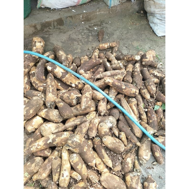 

Singkong Keju/Pohong Keju Khusus Asli Probolinggo