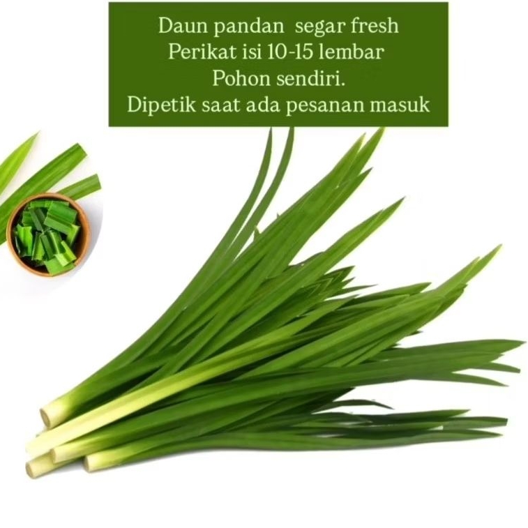 

Daun pandan segar hijau fresh dipetik saat ada pesanan masuk perikat isi 10-15 lembar