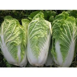 

SAWI PUTIH SAYUR GROSIR BERAT 1KG TERMURAH BISA KIRIM SELURUH INDONESIA